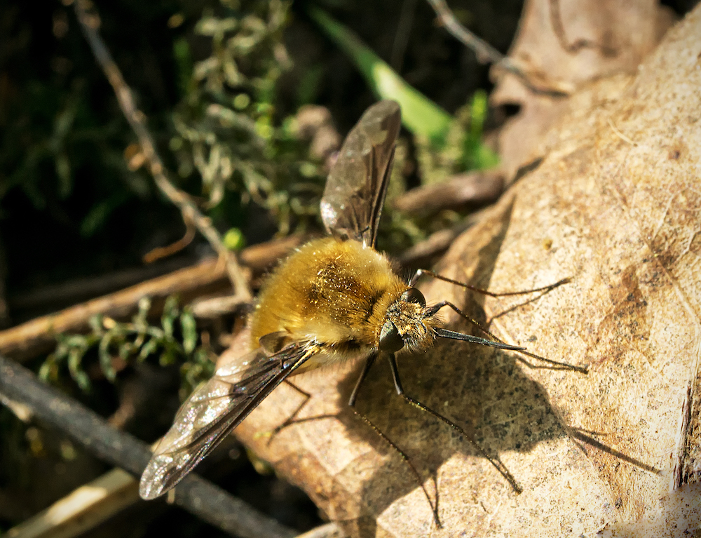 Bee fly. Japan Bee Fly.