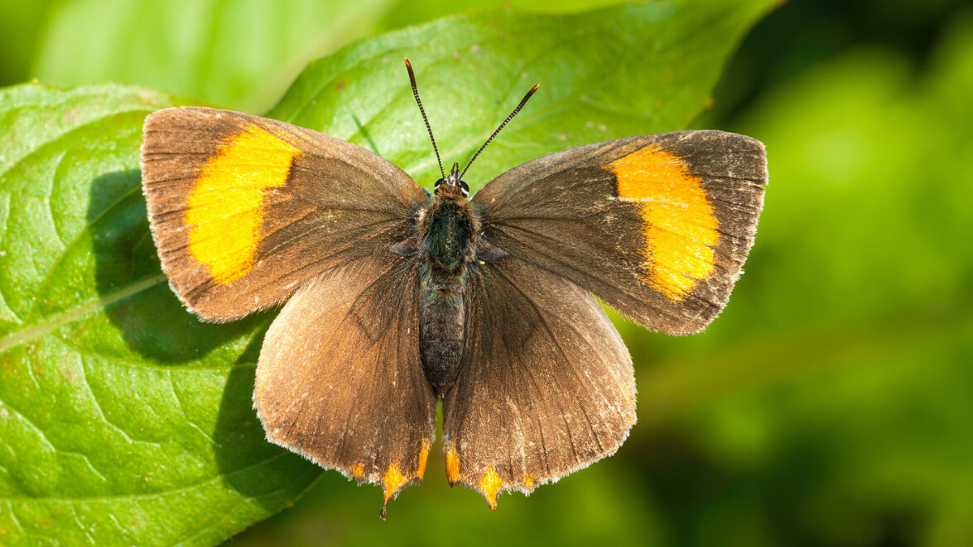 brown hairstreak butterfly
