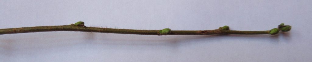 Hazel tree twig