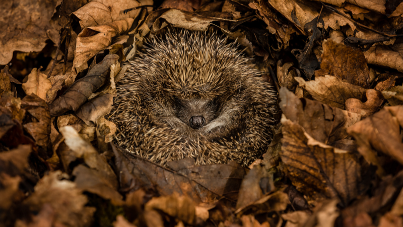 A sleeping hedgehog hidden among leaf litter