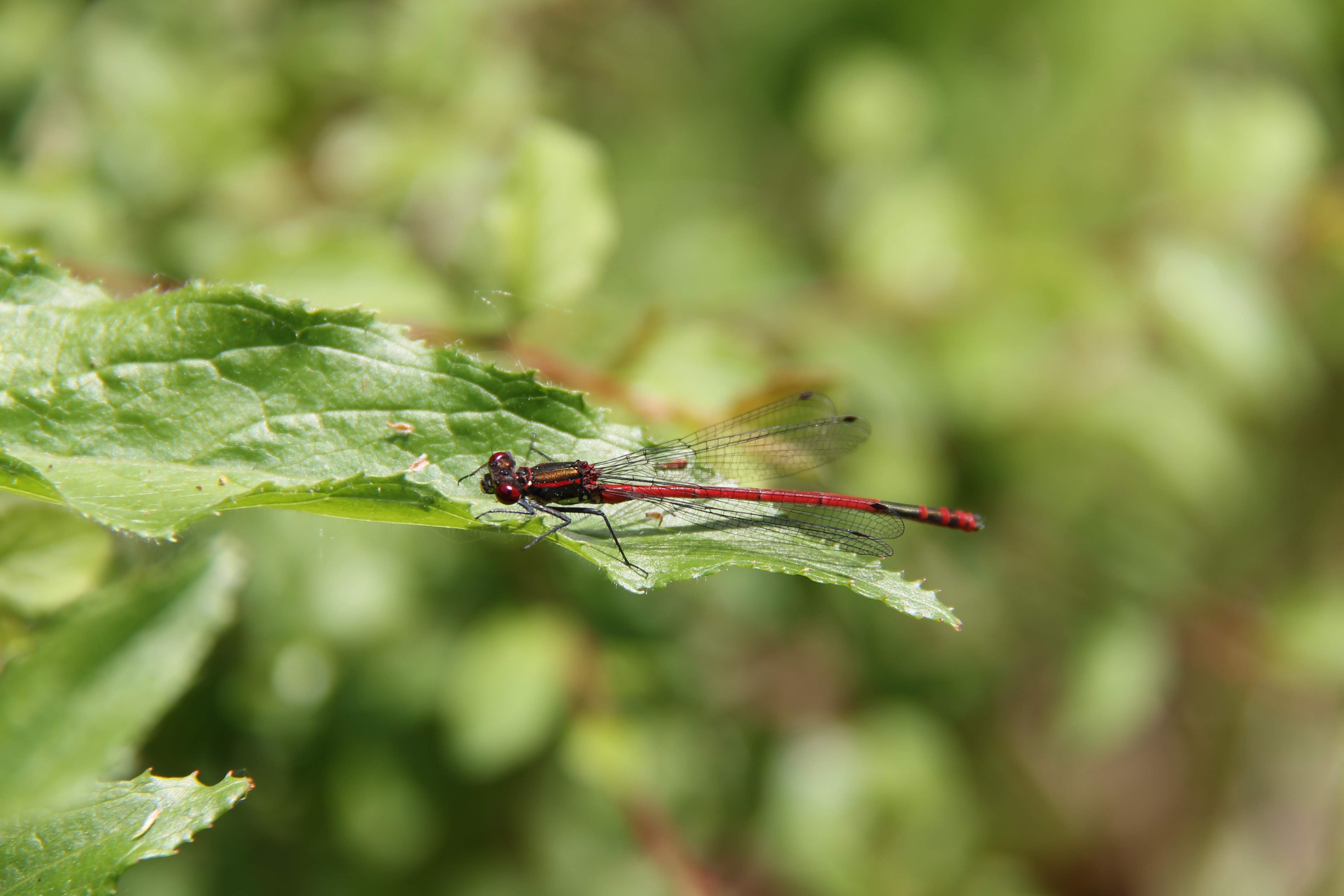 Large red damselfly resting on leaf