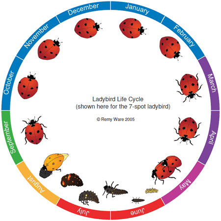 Ladybird life cycle