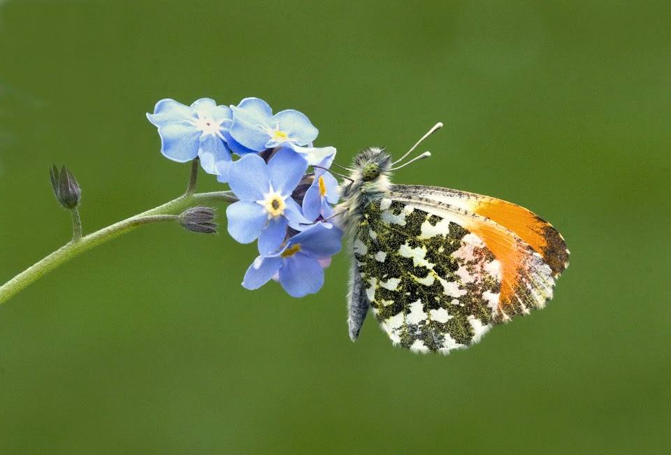 The male orange tip resting on a flower