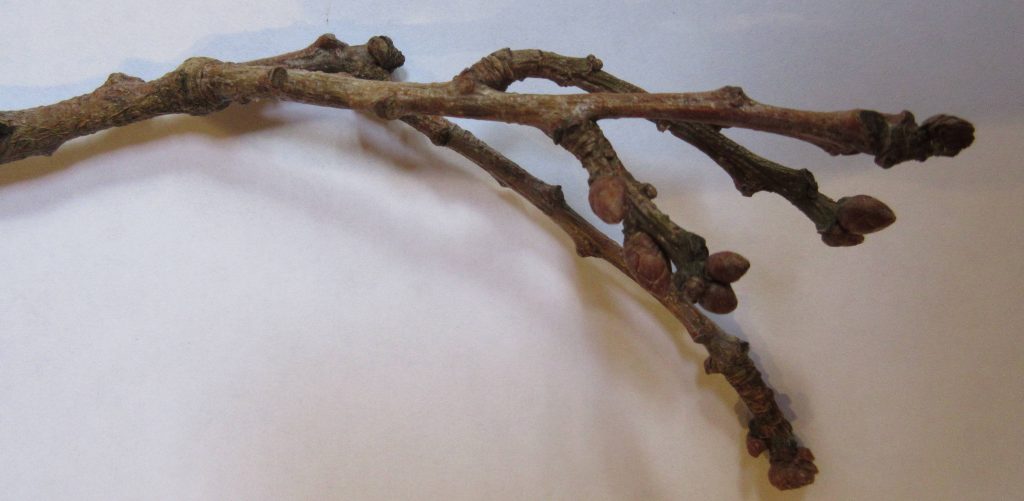 Oak tree twig