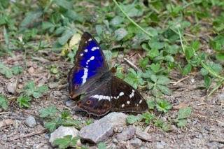 Close up of the open wings of a purple emperor resting on the ground