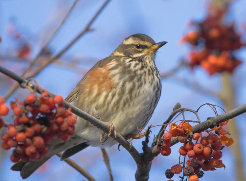 A redwing perched on a branch with clusters of red berries