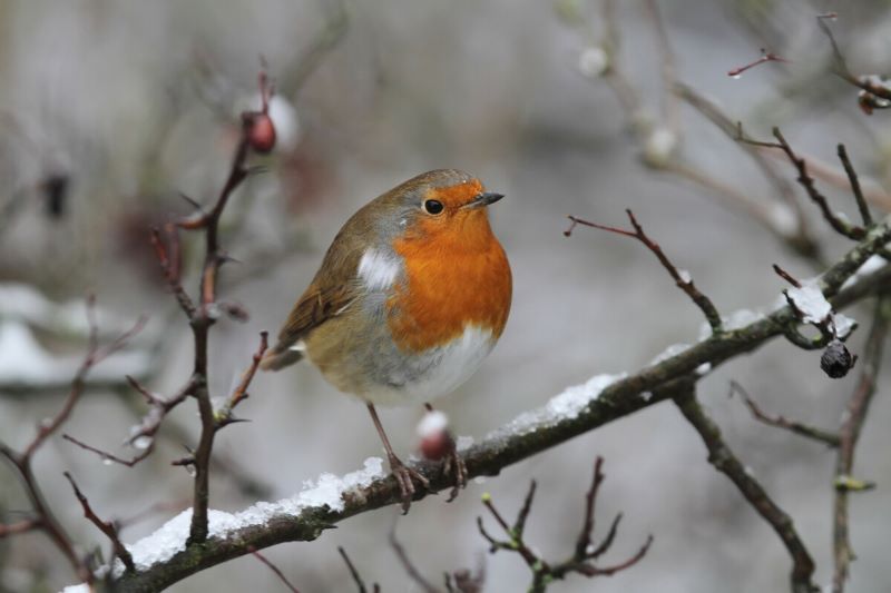 A robin showing its red breast perched on a tree branch with berries and snow