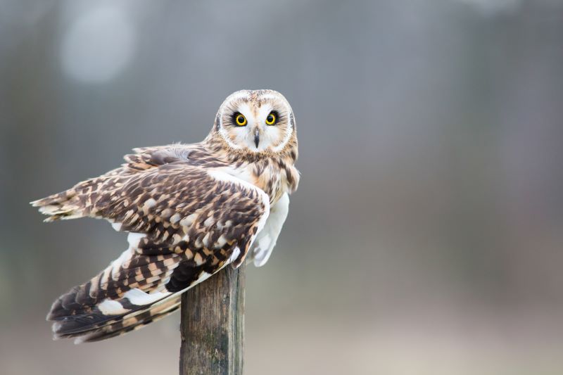 A short-eared owl perched on the top of a wooden post looking at the camera with its pierching yellow eyes
