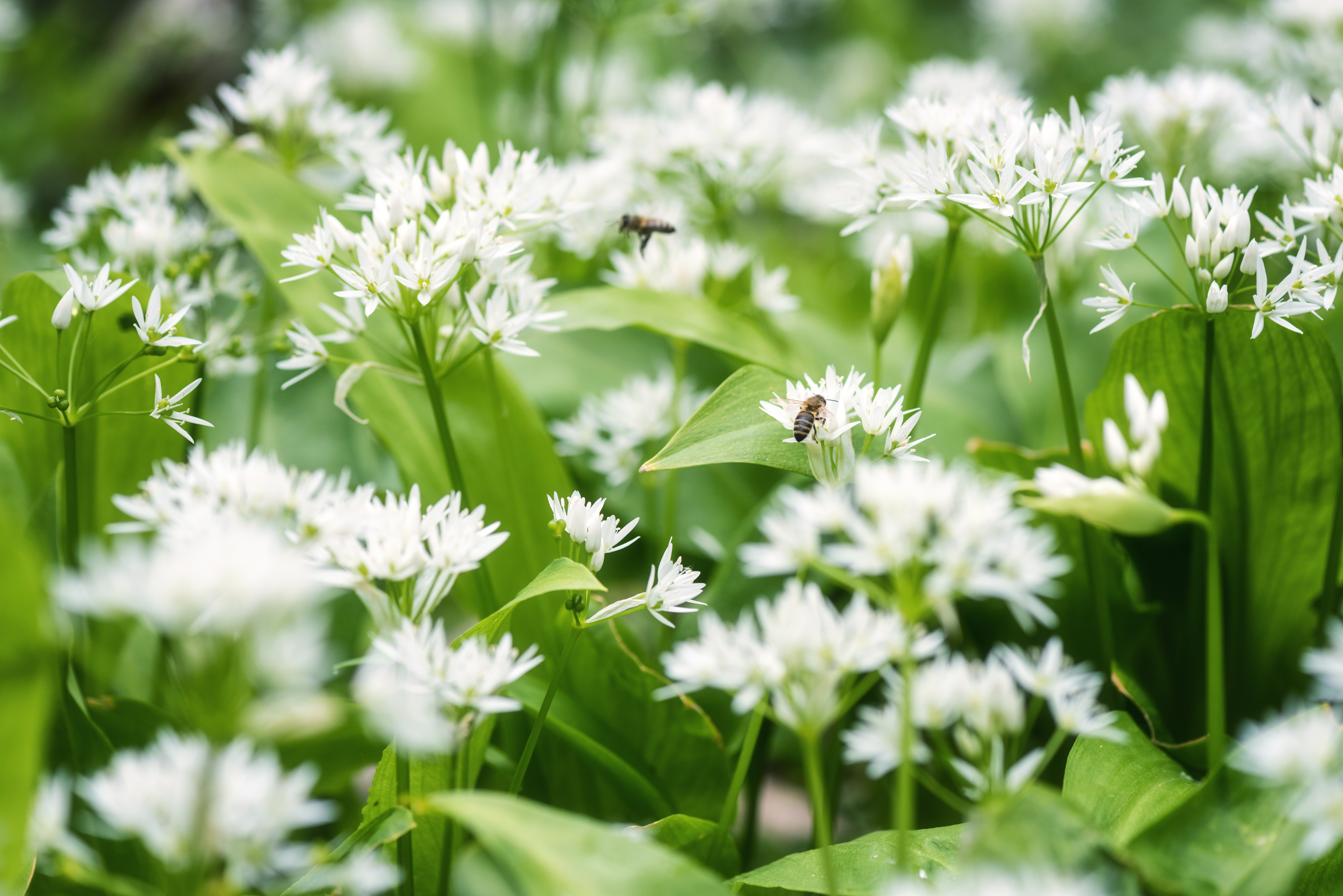 Bees resting on white wild garlic flowers surrounded by green leaves.