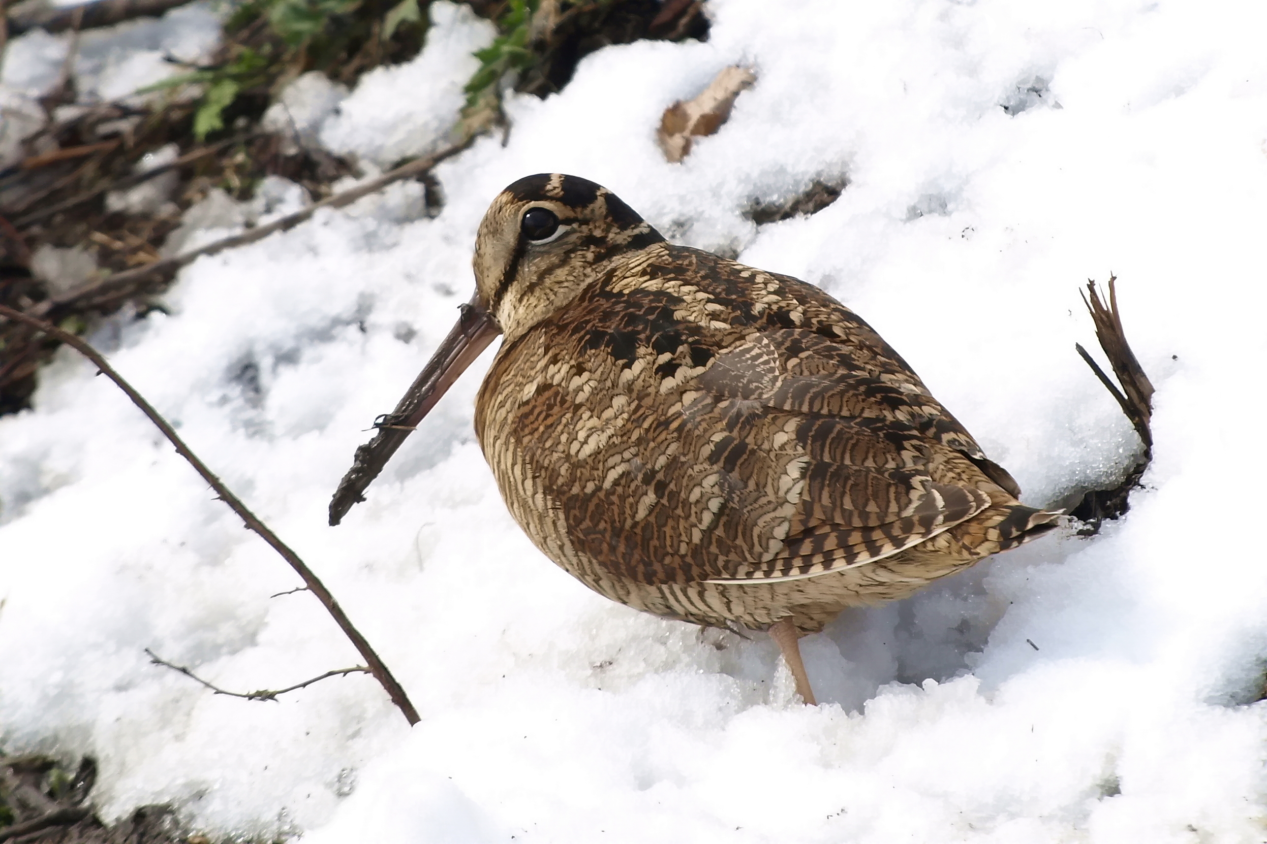 A woodcock standing on a snowy woodland floor