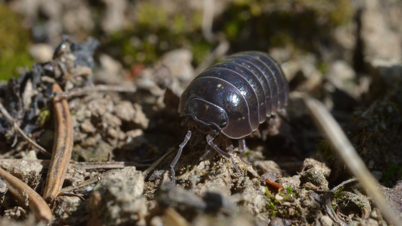 A shiny black woodlouse on the Forest floor