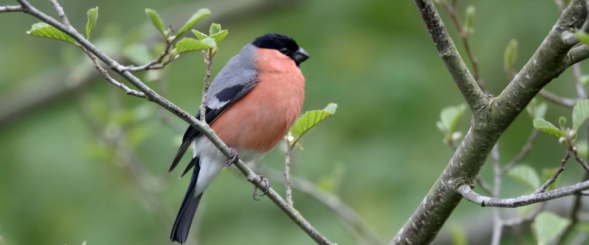 Bullfinch on a tree branch