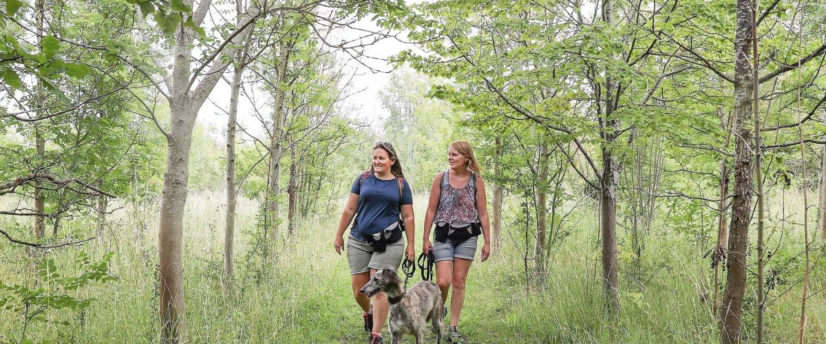 Two visitors walking a dog in the Forest