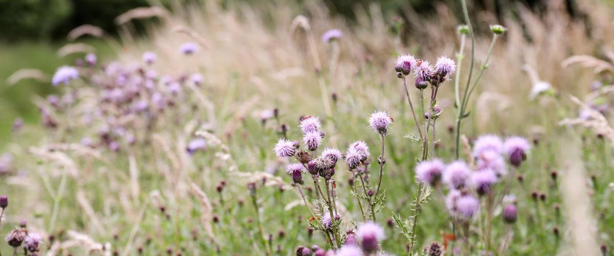 Close up of wildflowers in grassland