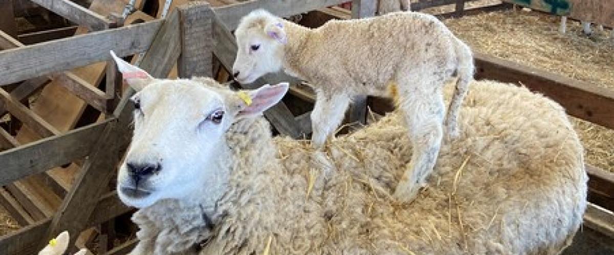 A new lamb balanced on her mum's back