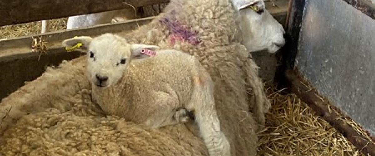 A new lamb resting on her mother's back