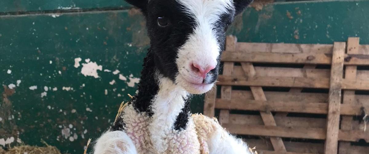 A black and white lamb resting on some straw