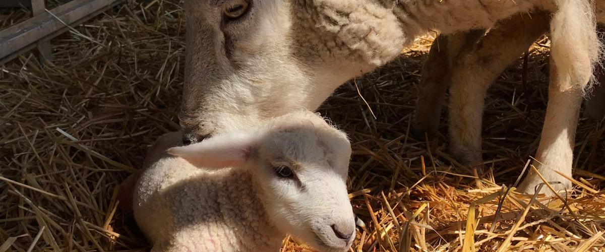 A sheep and her lamb in the Forest farm