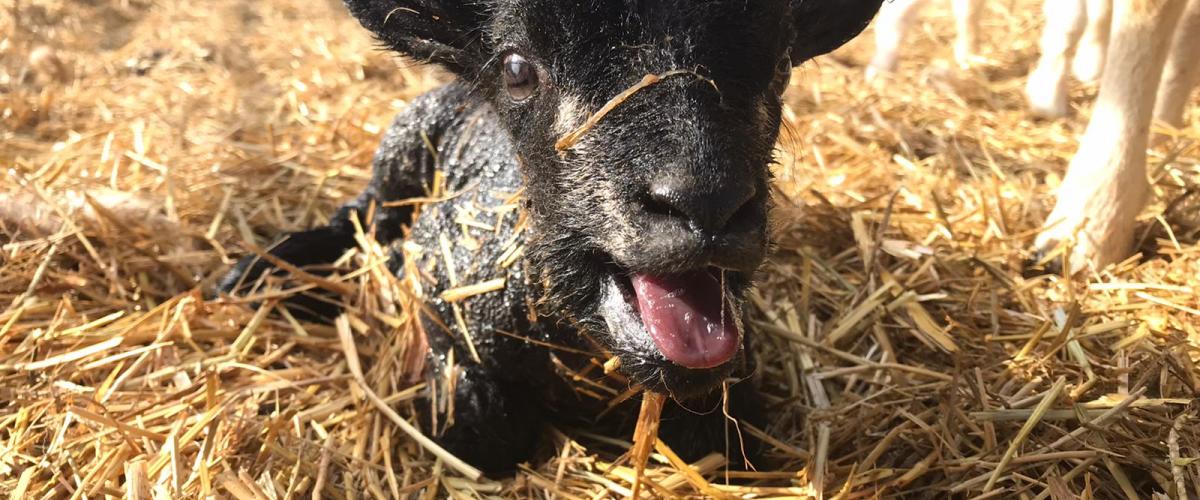 A black Lleyn cross lamb baa-ing at the camera