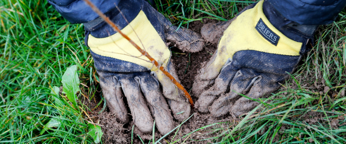 Hands in gloves flattening the earth around a freshly planted tree sapling