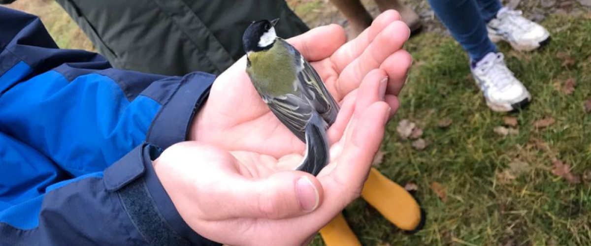 Bird ringing event, hands holding a small bird