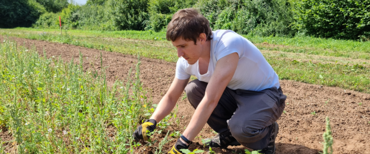 A male Volunteer weeding in the tree nursery on a summers day