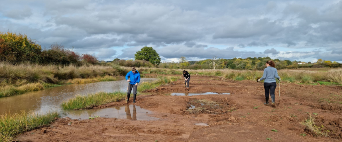 Three volunteers planting plants in the newly created wetlands at Netherstead