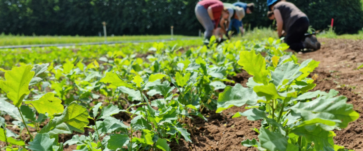 A group of volunteers weeding in the tree nursery on a sunny day