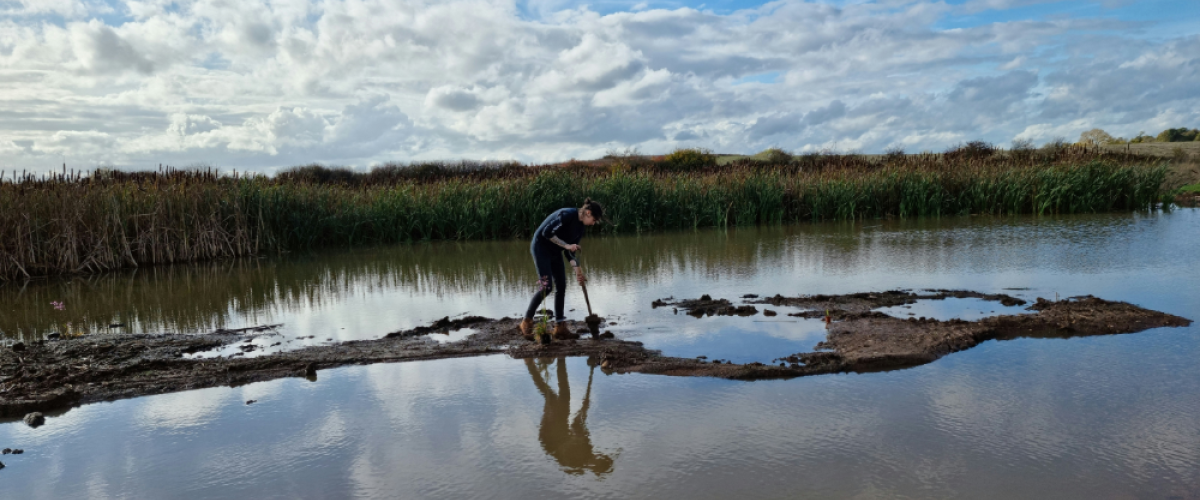 A young female volunteer digging in pond plants in a newly created pond scrap