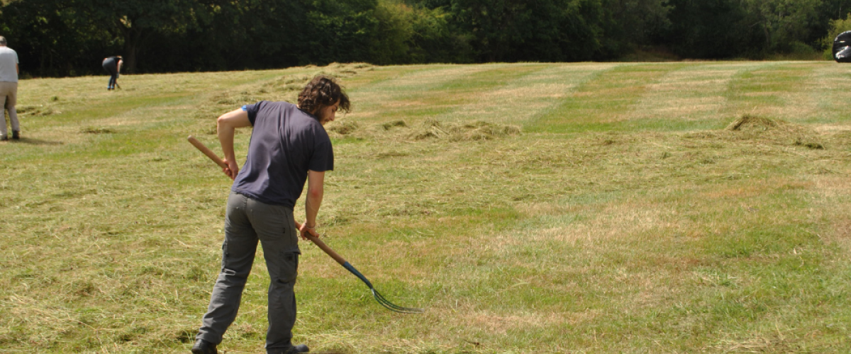 A young male volunteer raking out green hay at Gorcott Hill