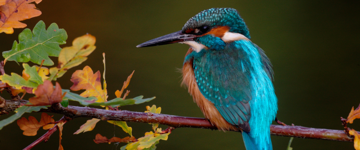 A kingfisher resting on an autumn oak branch