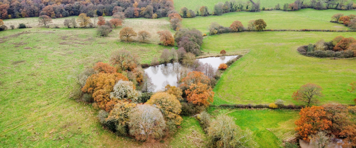 An aerial view of an autumnal oak wood.