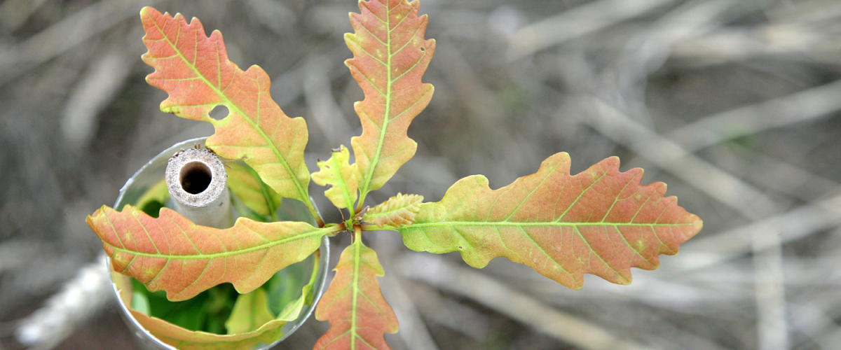 An above shot of an oak sapling in a protective tube.