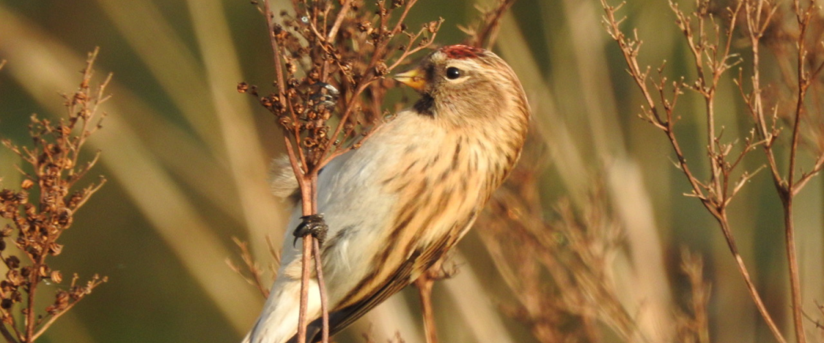 A close-up of a lesser redpoll in Spernal.