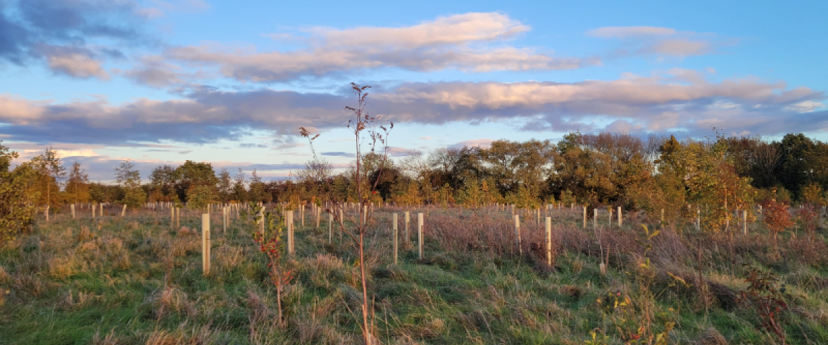 FPP Noleham Wood Post 3 East