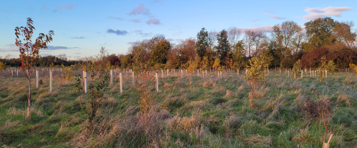 FPP Noleham Wood Post 3 North