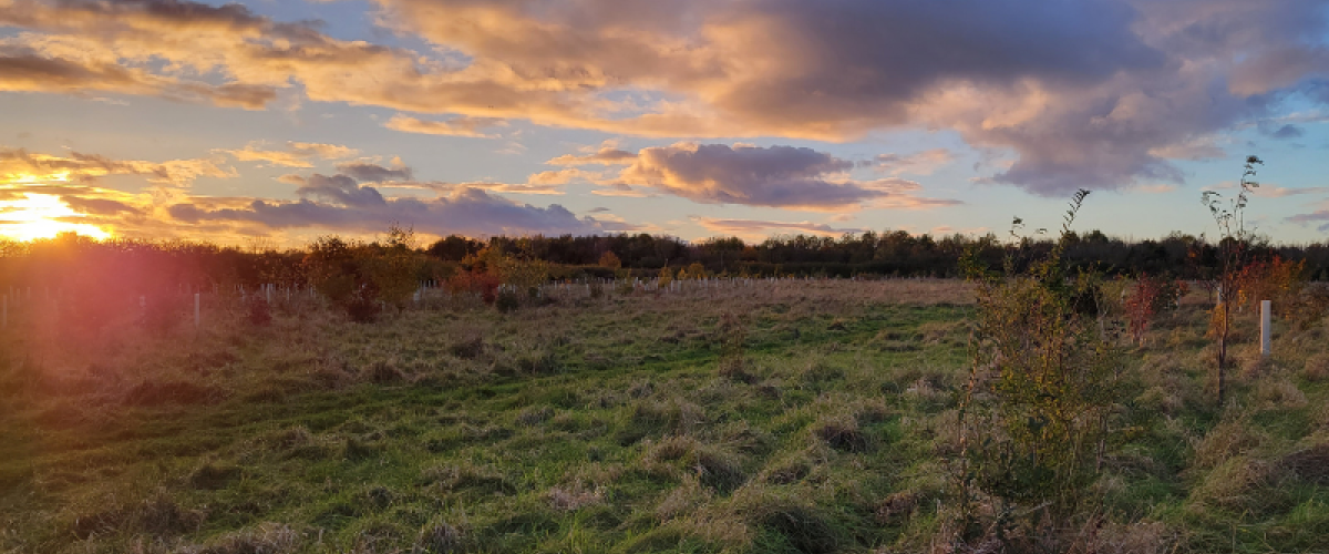 FPP Noleham Wood Post 3 West