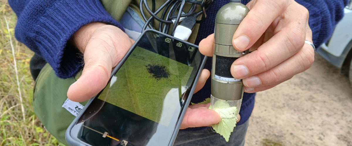 Tim using a digital microscope to take a closer look at bramble rust (Phragmidium violaceum)