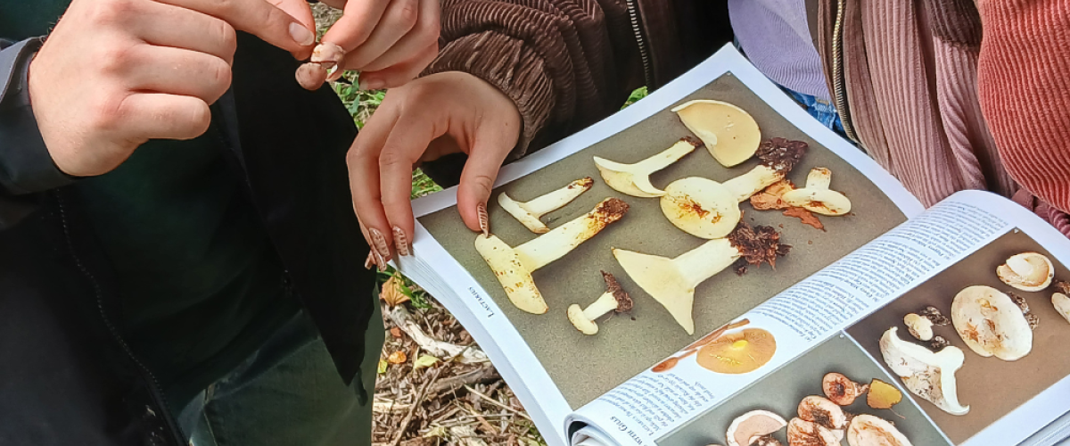 Josh and Naomi J using a species book to find more information about milkcap fungi