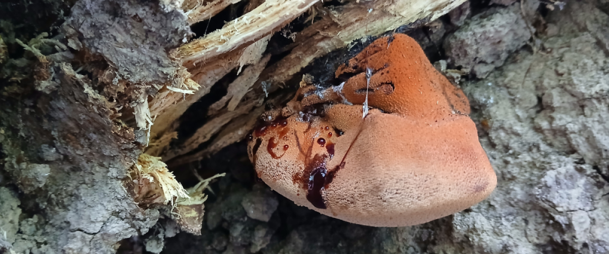 A bleeding beefsteak fungus (Fistulina hepatica) found under an uprooted oak tree