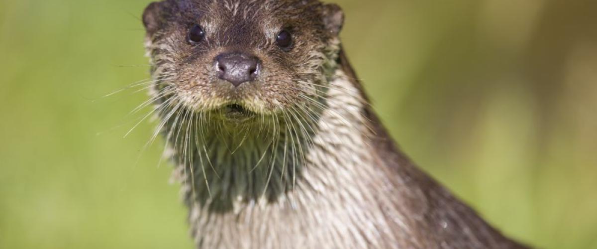 Otter