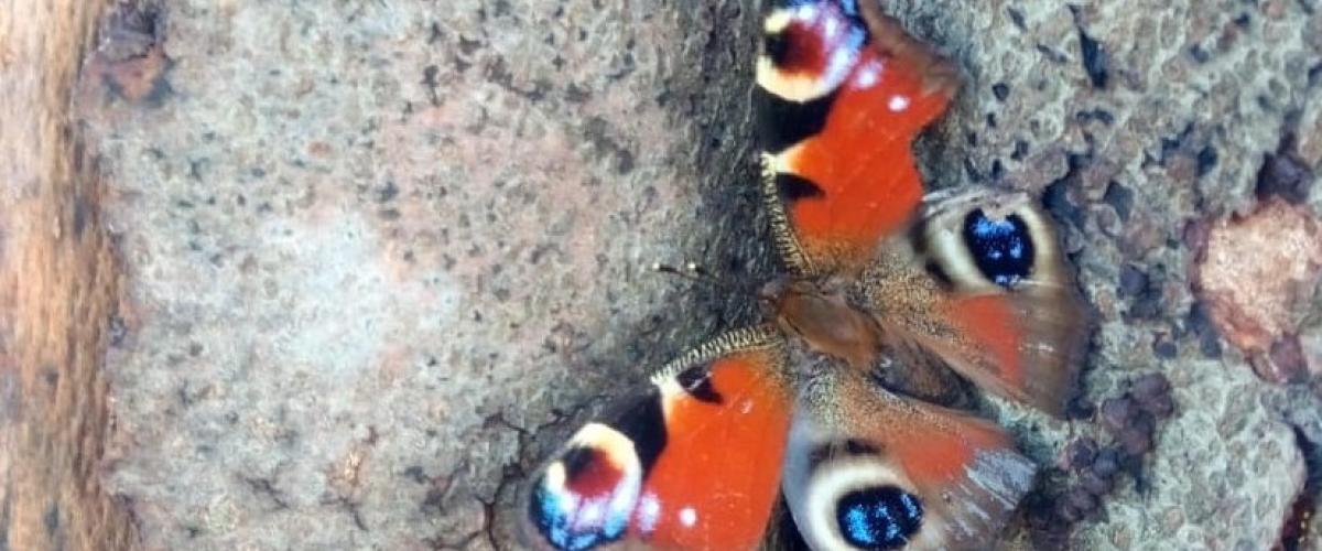 Peacock butterfly on a woodpile