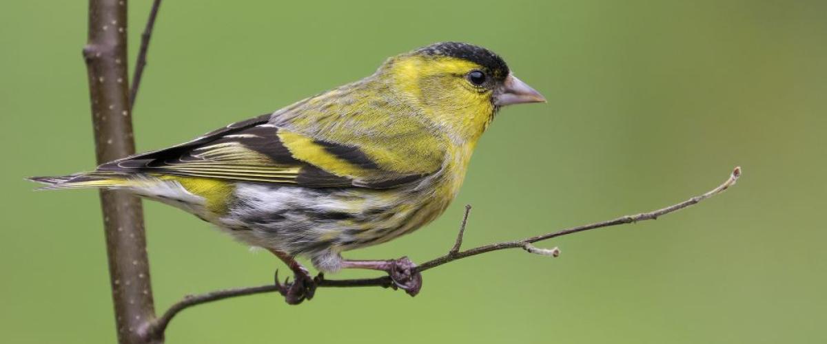 Siskin on a tree branch