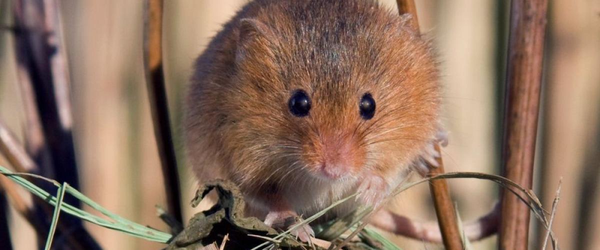 Harvest mouse standing on a nest