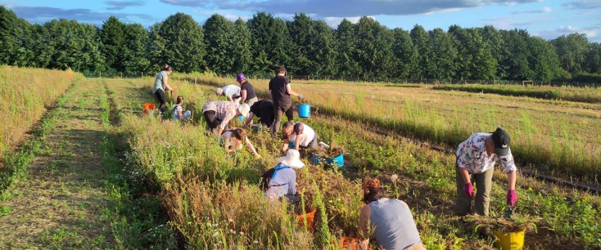 Volunteers weeding in the Forest tree nursery on a sunny evening