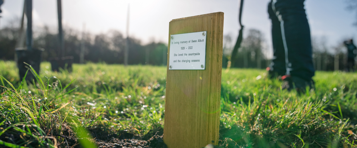 A dedication plaque among the activity of a tree planting day