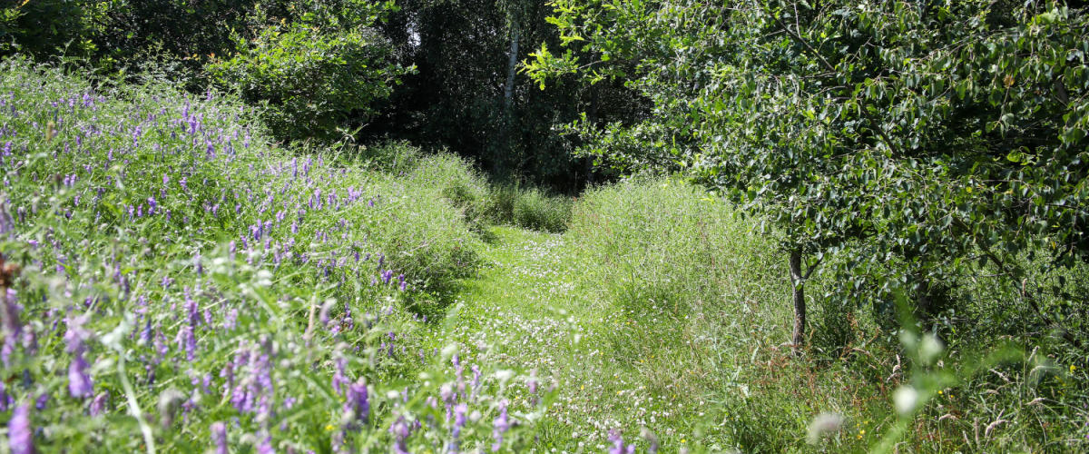 A grassy path lined with wildflowers at Dorothy's Wood