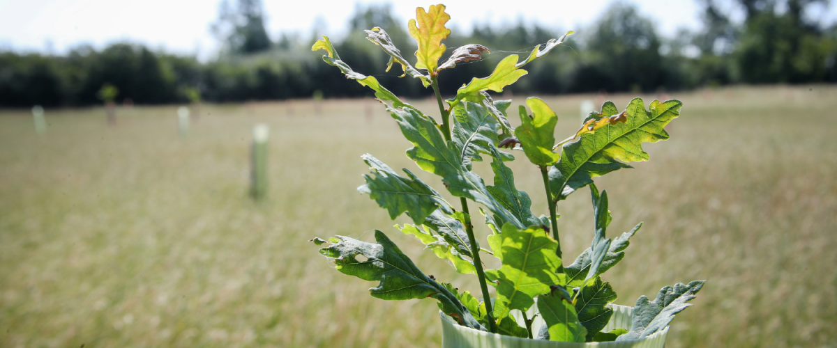 A close-up of a young oak tree flourishing in the dedication area