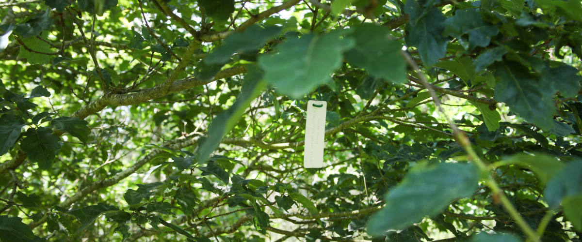 A young tree with a tag hanging from one of its branches
