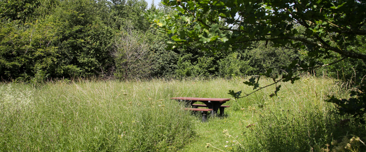 A bench sat amongst wild grasses at Dorothy's Wood